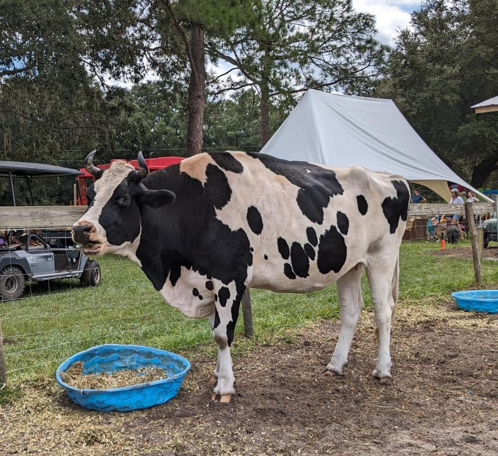 Rooterville Animal Sanctuary Melrose Exterior photo