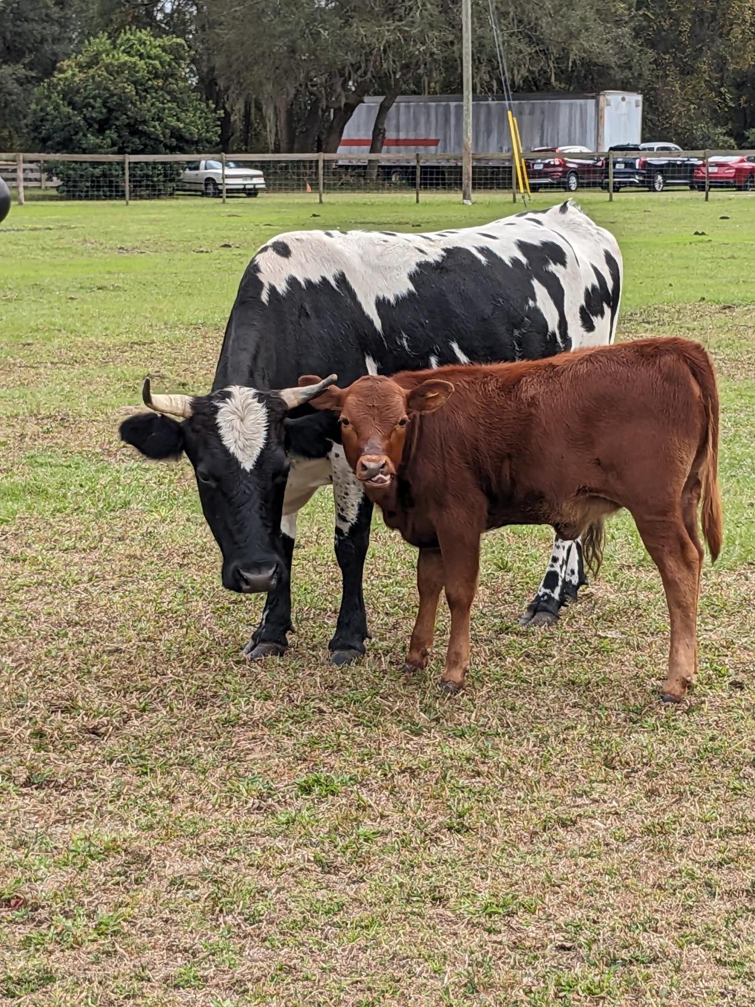 Rooterville Animal Sanctuary Melrose Exterior photo